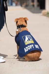 Dog with Adopt Me Vest from Lost Dog and Cat Rescue Foundation