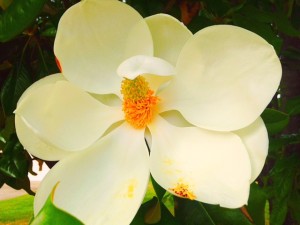 Summer Magnolia in Bloom