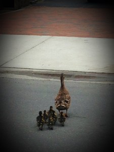 Mama duck walking ducklings