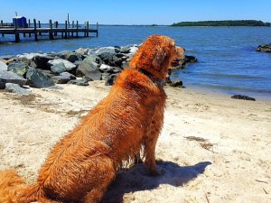 Dog enjoying Chesapeake Bay